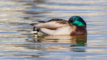 Fototapeta premium Mallard duck in water