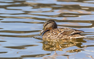 Mallard duck in the water