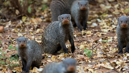 the banded mongoose is on high alert