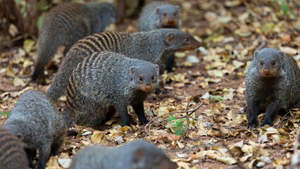 the banded mongoose is on high alert