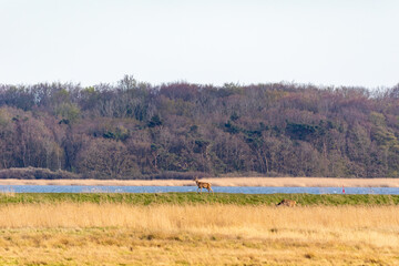 Rotwild auf einer Wiese am Pramort.