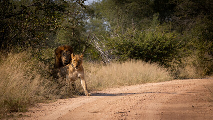 a mating pair of lions