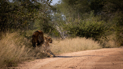 a mating pair of lions
