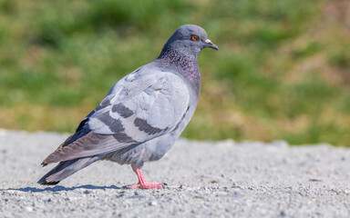 The pigeon is standing on the ground