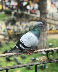 pigeon on the ground