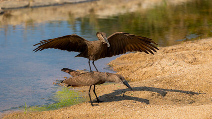 a pair of Hammerkop birds