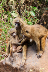 Family of olive baboons (Papio anubis), also called the Anubis baboons, on a stone in Lake Manyara National Park in Tanzania