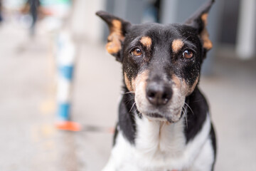 Close up portrait of 15 year old dog taken in the downtown on the sidewalk. She is waiting for her owner in front of the market.