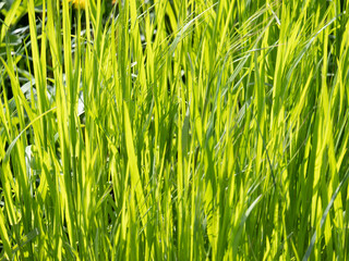 on a sunny day the meadow shines bright and cheerful