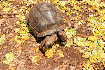 Aldabra giant tortoise on Prison island, Zanzibar in Tanzania
