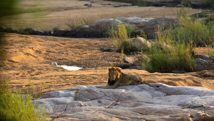Mature male lion resting on rocks in a dry riverbed