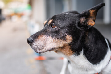 Close up portrait of 15 year old dog taken in the downtown on the sidewalk. She is waiting for her owner in front of the market.