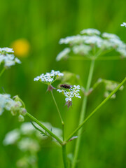 the fly stands on a white blooming flower