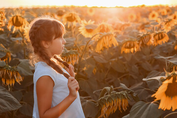 girls in a field of sunflowers at sunset. Ukraine . Family walking in the field, field of sunflowers, sunset in the field

