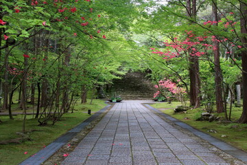 若葉萌える参道　（高知県　五台山竹林寺）
