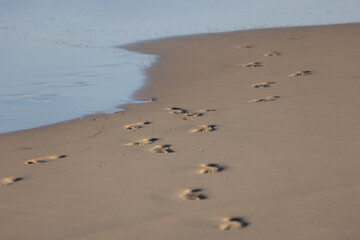 footprints on the beach