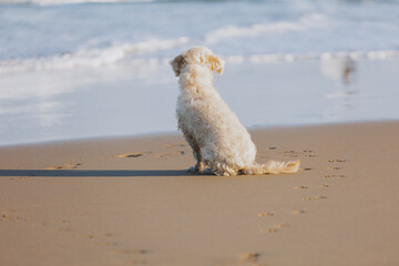 dog on the beach