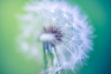 Beauty in nature. Fantasy closeup of dandelion, soft morning sunlight, pastel colors. Peaceful bright blue green blurred lush foliage, dandelion seeds. Macro spring nature, amazing natural flora