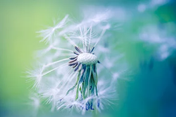 Foto op Canvas Beauty in nature. Fantasy closeup of dandelion, soft morning sunlight, pastel colors. Peaceful bright blue green blurred lush foliage, dandelion seeds. Macro spring nature, amazing natural flora © icemanphotos