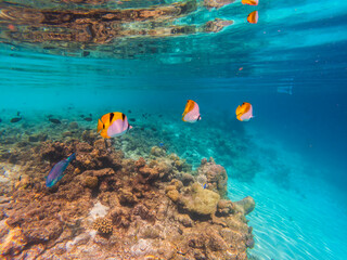 The underwater world of the Indian Ocean.