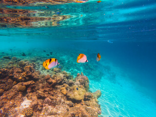 The underwater world of the Indian Ocean.
