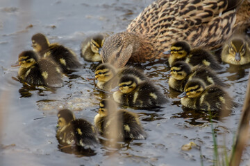 Cute duckling (newborn baby duck) close-up - 597988465