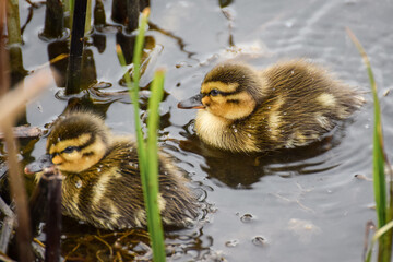 Cute duckling (newborn baby duck) close-up - 597988493