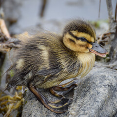 Cute duckling (newborn baby duck) close-up - 597988661