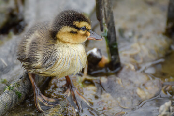 Cute duckling (newborn baby duck) close-up - 597988698