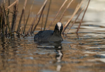 Coot, Fulica atra, swimming on a lake, close up, in the uk in winter