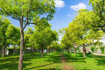 新緑のHAT神戸なぎさ公園　神戸市中央区にて