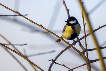 Great Tit, Parus major. Single bird perching on a tree branch in a bright winter day. Beautiful small bird, looking for afood. High quality photo