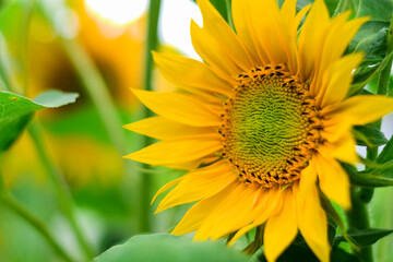 selective focus Sunflower or Helianthus Annuus L in a sunflower field. Selective Focus, yellow background, Sunflower background. Bokeh. Nature concept