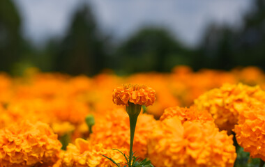 Orange marigold flowers (tagetes) bloom in the morning, Nature background. bokeh, selective focus.