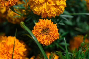 Orange marigold flowers (tagetes) bloom in the morning, Nature background. bokeh, selective focus.