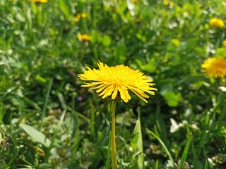 Taraxacum officinale, the dandelion or common dandelion, is a flowering herbaceous perennial plant of the dandelion genus in the family Asteraceae