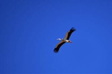 A stork in flight