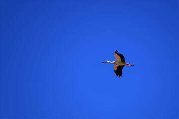 A stork in flight