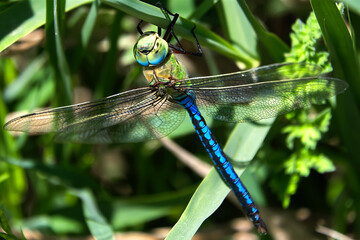 A dragonfly on a leaf