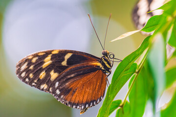 Fototapeta premium tarricina longwing butterfly, (Tithorea tarricina), with closed wings, on a green leaf
