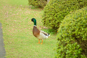 カモ