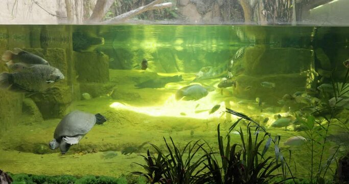 Snapping turtle, cichlid fish swimming, eat food, live or dive in underwater in water tank, zoo or aquarium behind clear glass. Include green plant, light ray and other aquatic animals. Look beautiful