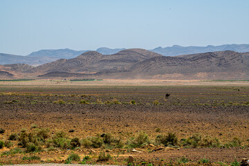Curly Mountains 