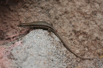 common lizard on a sand stone in the sun sunbathing