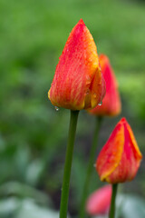 red tulip with water drops