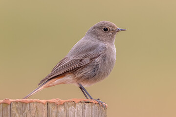 Black redstart female bird