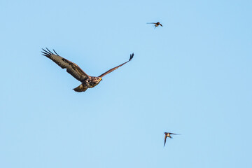 Buzzard expelled by swallows