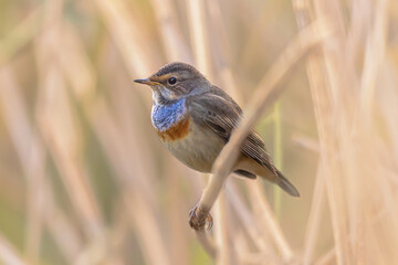 Bluethroat bird looking in reed