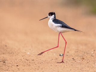 Black Winged Stilt against beach background