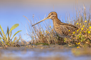 Common snipe wader bird in marshland vegetation